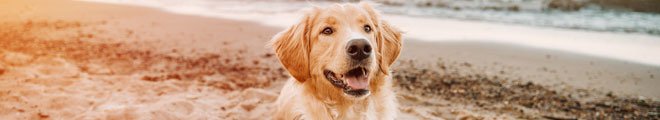 Holidays in  Pet-friendly Holidays