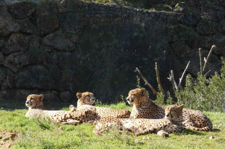 Cabárceno et détente : nature et bien-être en Cantabrie - Parque Cabárceno