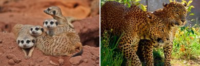 Entdecken Sie Murcia mit oder ohne ein Ticket für Terra Natura oder Aqua Natura