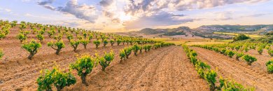 Uma escapadela com sabor: fique na capital do vinho de Rioja
