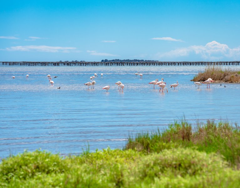 Campos de arroz e flamingos em Deltebre
