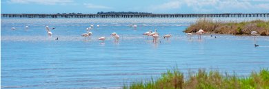 Experience in Delta del Ebro amidst rice fields and flamingos 