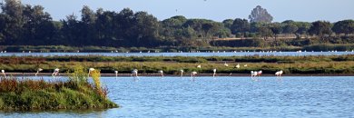 Sleep surrounded by nature and explore Doñana National Park